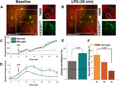 Outward depolarization of the microglia mitochondrial membrane potential following lipopolysaccharide exposure: a novel screening tool for microglia metabolomics